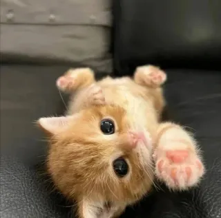 🫀 2176ae7c gatito, gato, lindo, juguetón, adorable, naranja telegram sticker