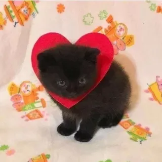 💞 2b4255ca gato, corazón, gatito, amor, lindo telegram sticker