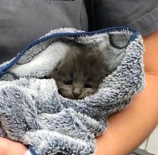 🫀 2c5fd34b gatito, gato, lindo, toalla, mascota, animal telegram sticker