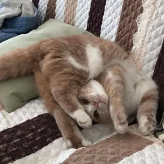 🙃 345553c3 gato, mascota, animal, lindo, flexible, divertido, naranja, blanco telegram sticker