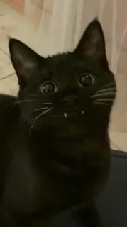 🫀 3557c5ef gato, gato negro, mascota, animal, felino telegram sticker