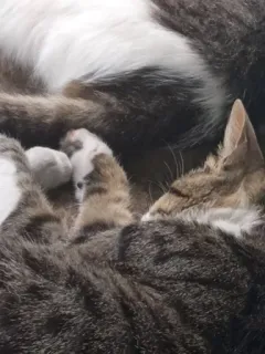 😴 3ce18456 gato, mascota, dormilón, doméstico, felino telegram sticker