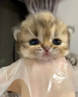 🫀 4a22bdf3 gatito, lindo, gato, animal, bebé telegram sticker