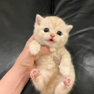 🫀 4e19999e gatito, gato, lindo, mascota, animal telegram sticker