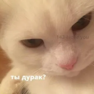 ❓ 53f9f3ab ты дурак? gato, meme, lindo, animal, mascota telegram sticker