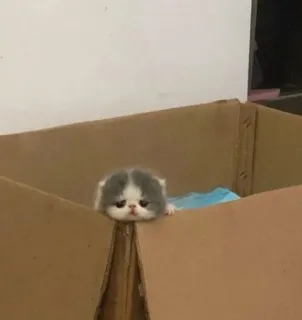 🫀 55ff7588 gatito, gato, animal, caja, lindo, mascota telegram sticker