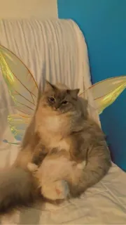 🧚‍♀ 58171e72 gato, hada, alas, mascota, animal telegram sticker