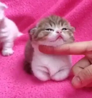 🫀 59b9b7ba gatito, gato, lindo, animal, mascota telegram sticker