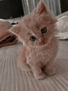 ❓ 62325c55 gato, gatito, lindo, animal, mascota telegram sticker