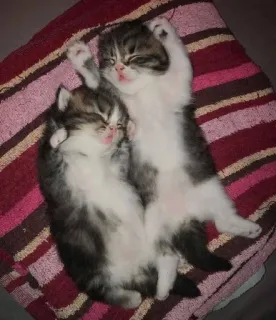 🫀 66a07a03 gato, gatito, dormir, lindo, mascota, animales telegram sticker