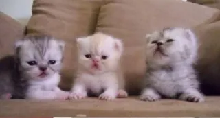 🫀 71988760 gatitos, gatos, lindo, animales, mascotas, bebés gatos telegram sticker