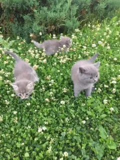 🐱 772ad0b0 gatito, gatos, trébol, pradera, animales telegram sticker