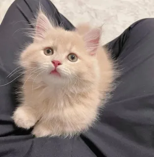 🫀 78cfe6b3 gato, gatito, esponjoso, lindo, mascota, animal telegram sticker