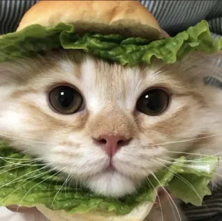 🍔 791dfeac gato, sándwich, hamburguesa, lechuga, animal telegram sticker