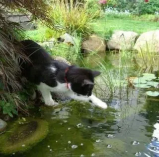 💧 7e61c658 gato, estanque, agua, naturaleza, animal telegram sticker