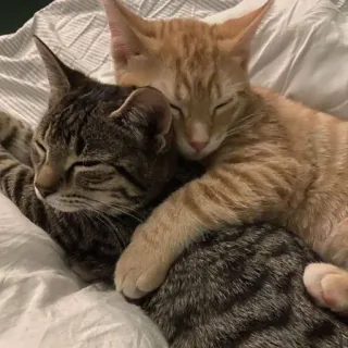 🫂 8115a1f7 gato, gatito, mascota, lindo, durmiendo, animal telegram sticker