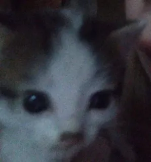 ❓ 85ea15cb gato, gatito, mascota, animal, lindo telegram sticker