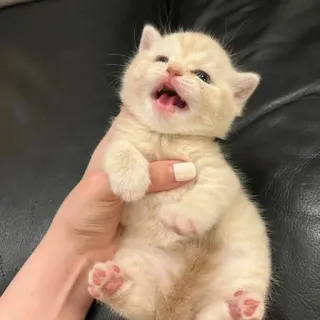 🫀 984beeed gato, gatito, lindo, animal, mascota, pequeño telegram sticker