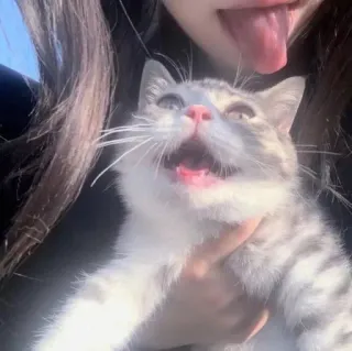 😮 b0b89017 gato, mascota, animal, lengua telegram sticker