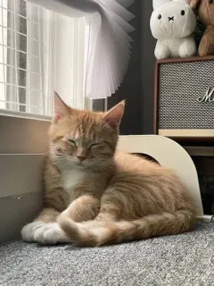 🫀 b4b2fda9 gato, naranja, mascota, animal, lindo, durmiendo telegram sticker