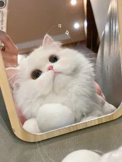 🫀 b66df944 gato, espejo, lindo, blanco, esponjoso, gatito, animal telegram sticker