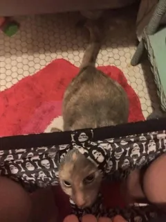 🫀 ba11aa64 gato, mascota, ropa interior, animal, mamífero telegram sticker