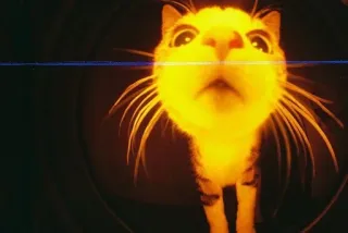 🐱 bc93d33f gato, primer plano, lindo, animal telegram sticker