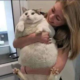 🫀 c9c50c94 gato, mujer, mascota, animal, abrazo, lindo telegram sticker