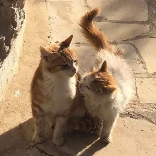 💋 ccfcc964 gatos, naranja, animales, felino, gatitos telegram sticker