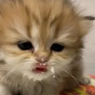 🥺 cf1023f7 gatito, gato, leche, lindo, animal telegram sticker