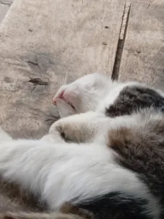 😴 d0d2b5f7 gato, durmiendo, animal, mascota, doméstico telegram sticker