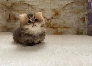 🫀 d4d84102 gatito, gato, lindo, esponjoso, mascota telegram sticker