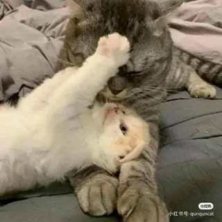 😸 d52cee23 gato, gatito, lindo, animales, mascota, doméstico telegram sticker