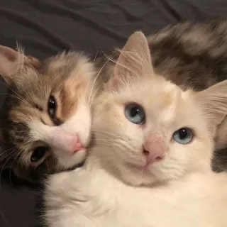 🫂 d73f2501 gato, gatito, lindo, animales, mascotas telegram sticker