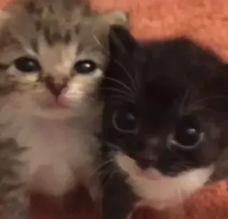 ❓ d97d978d gatitos, gatos, lindos, animales, mascotas telegram sticker