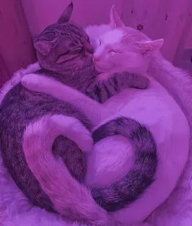 💗 e6cfcda5 gatos, corazón, amor, lindo, animales, abrazos telegram sticker