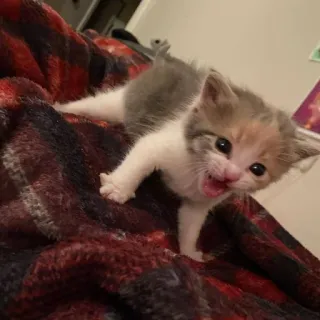 🫀 ea13fd65 gatito, gato, lindo, animal, calicó telegram sticker