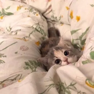 🥺 ed35bccd gato, gatito, lindo, animales, mascota, manta, escondido telegram sticker