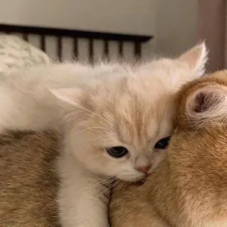 🫂 efc59fef gatos, gatito, lindo, animales, mascotas telegram sticker