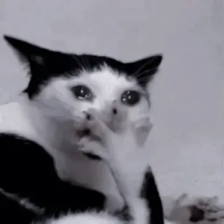 🐈‍⬛ 02c71343 кот, плачущий, мем, грустный, животное, расстроенный telegram sticker