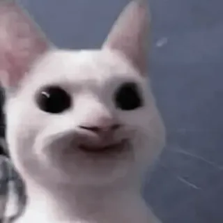 🐈‍⬛ 17282c1e кот, мем, смешной, животное, питомец telegram sticker