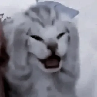 🐈‍⬛ 280f6a37 кот, животное, мем, смешно, питомец telegram sticker