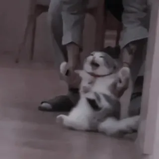 🐈‍⬛ 4b8c671b кот, котенок, смешной, животное, домашнее животное, домашнее животное telegram sticker