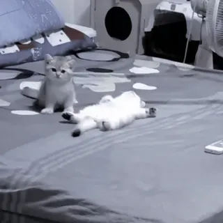 🐈‍⬛ 85f45817 кошки, котята, животные, питомцы, спящие telegram sticker