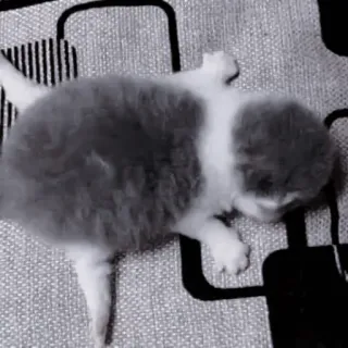 🐈‍⬛ a9291697 котенок, кошка, животное, питомец, милый, домашний, кошачий telegram sticker