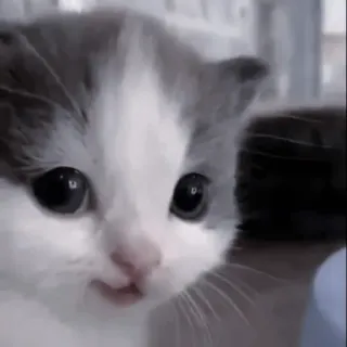 🐈‍⬛ cc50b6fe котенок, кошка, животное, питомец, милый, домашнее животное telegram sticker