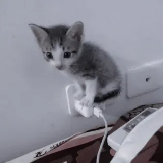 🐈‍⬛ da8d4259 кот, котенок, животное, милый, зарядка, смешной, питомец telegram sticker