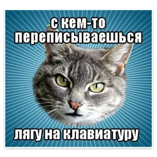😡 01f52e84 С кем-то переписываешься лягу на клавиатуру 猫, 键盘, 俄语, 动物, 梗 telegram sticker