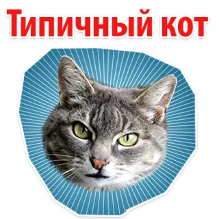 🐱 1f79a0b9 Типичный кот 猫, 动物, 宠物, 俄语, 贴纸 telegram sticker