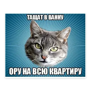 😵 26e3f385 ТАЩАТ В ВАННУ
ОРУ НА ВСЮ КВАРТИРУ 猫, 表情包, 俄语, 搞笑, 动物 telegram sticker